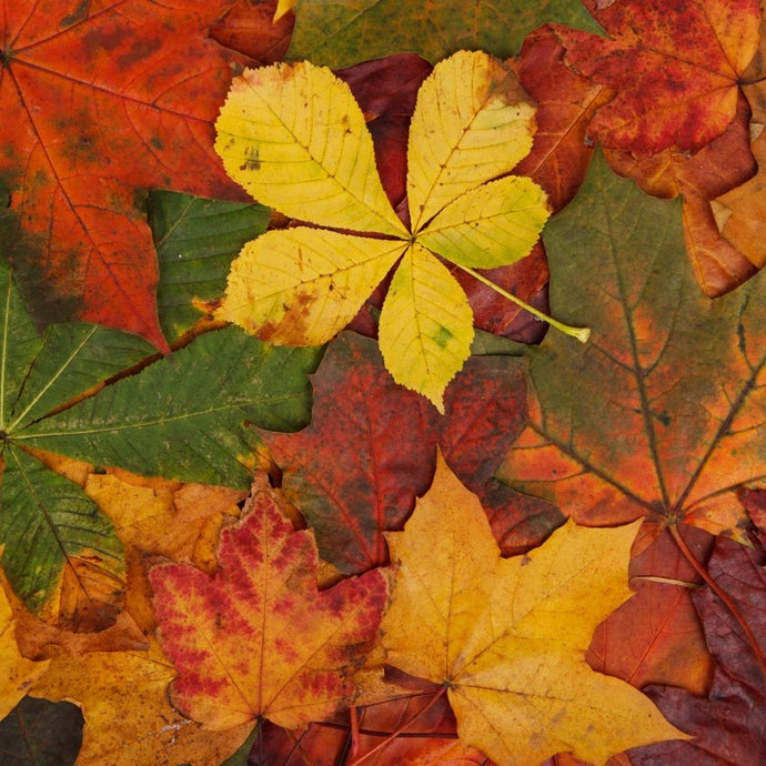 A Lesson from the Leaves - Pastor's Column November 2021